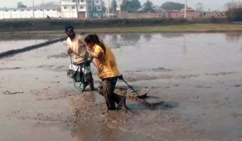 ফসলের মাঠ থেকে ক্রিকেটে অদম্য মারুফা